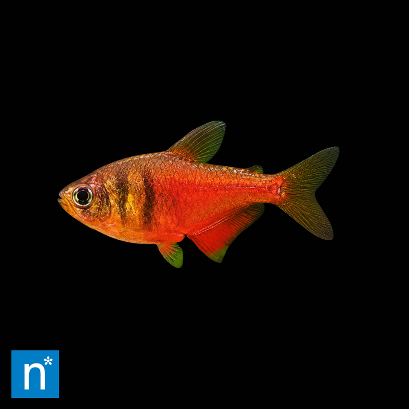 Red Flame Tetra (Large) | Hyphessobrycon flammeus