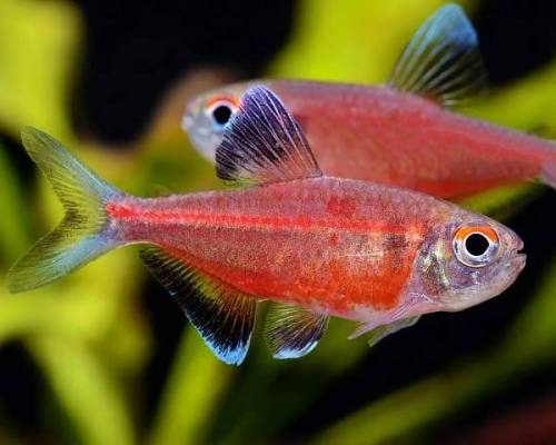 Red Line Tetra | Hyphessorbrycon amapaensis 2.5-3cm