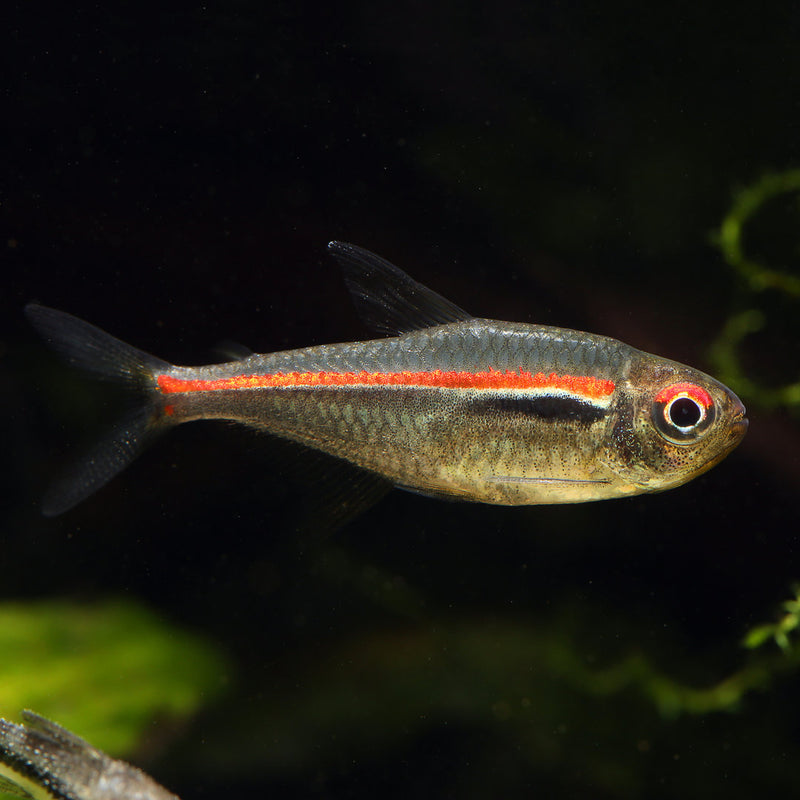 Red Line Tetra | Hyphessorbrycon amapaensis 2.5-3cm