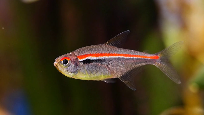 Red Line Tetra | Hyphessorbrycon amapaensis 2.5-3cm