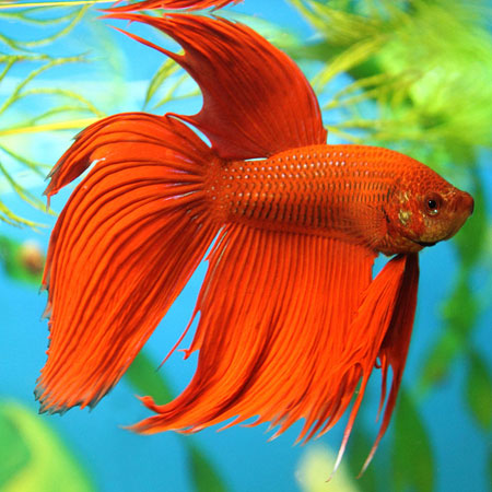 Red Male Siamese Fighters XL