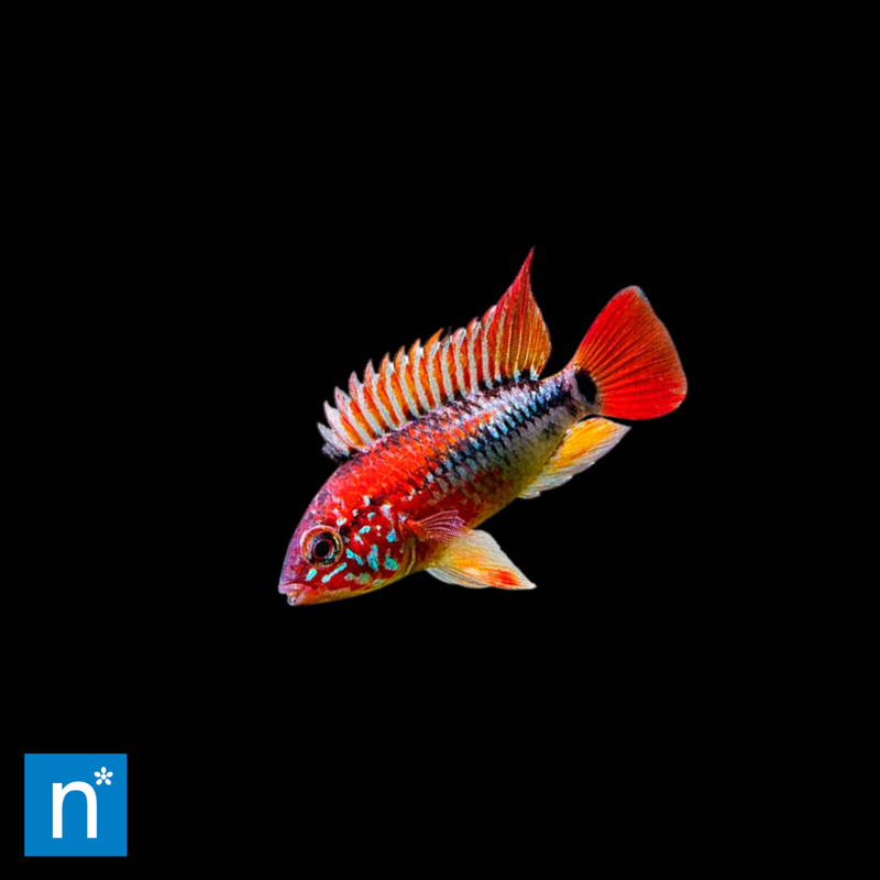 Red Mask Dwarf Cichlid | Apistogramma macmasteri (3–4cm)