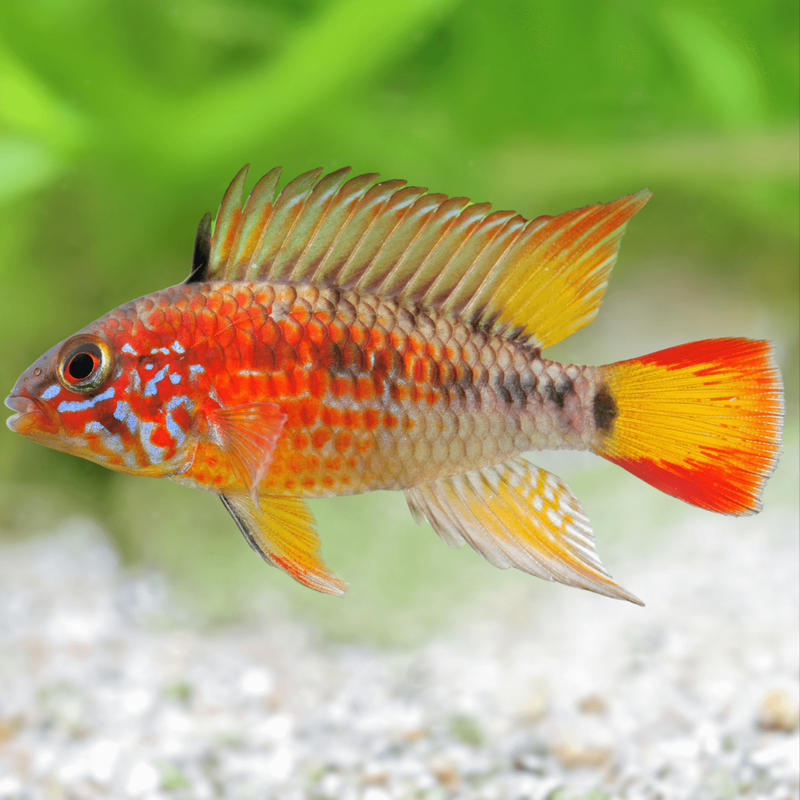 Red Mask Dwarf Cichlid | Apistogramma macmasteri (3–4cm)