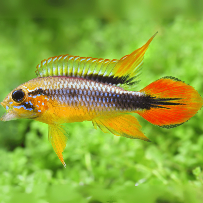 Red Mask Dwarf Cichlid | Apistogramma macmasteri (3–4cm)
