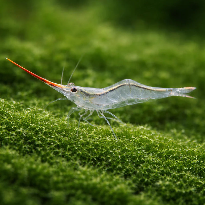 Red Nose Shrimp | Caridina Red Nose 1-1.5cm