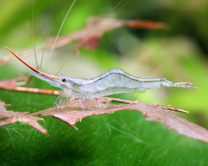 Red Nose Shrimp | Caridina Red Nose 1-1.5cm