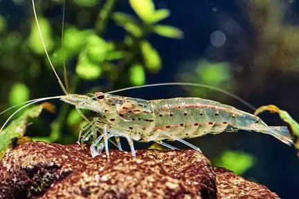 Red Nose Shrimp | Caridina Red Nose 1-1.5cm