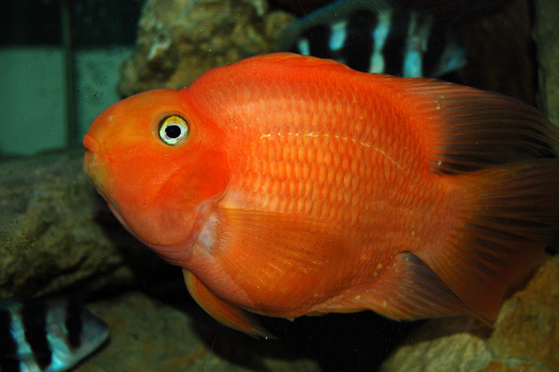 Red Fire Parrot Fish (L)