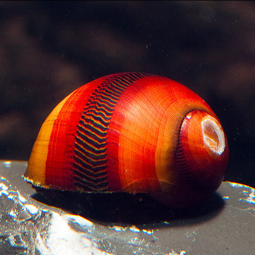 Red Racer Snail | Neritina sp. 1-1.5cm