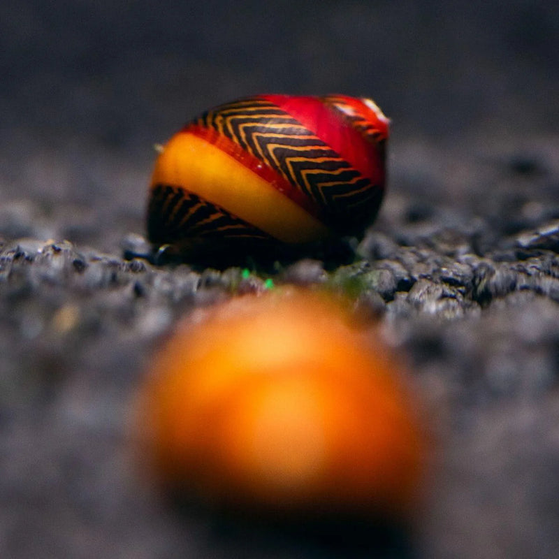 Red Racer Snail | Neritina sp. 1-1.5cm