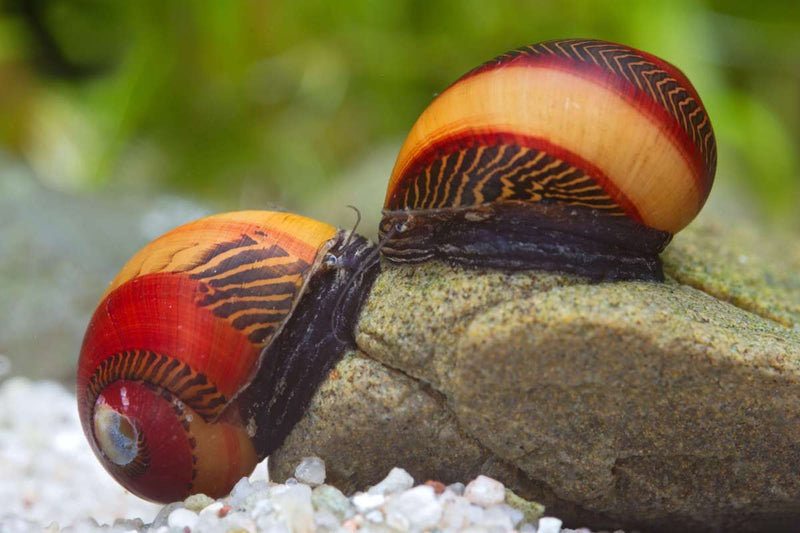 Red Racer Snail | Neritina sp. 1-1.5cm