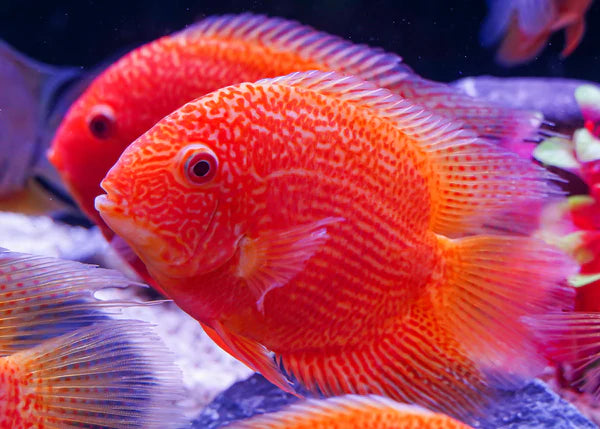 Red Spotted Severum 2-5"