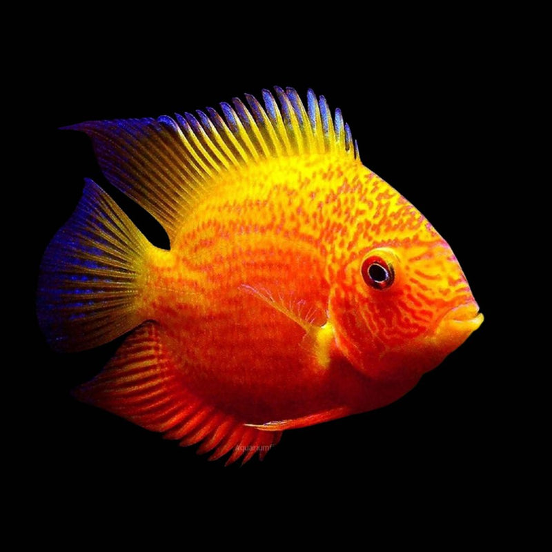 Red Spotted Severum 2-5"
