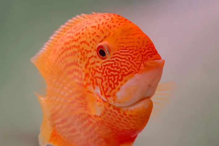 Red Spotted Severum 2-5"