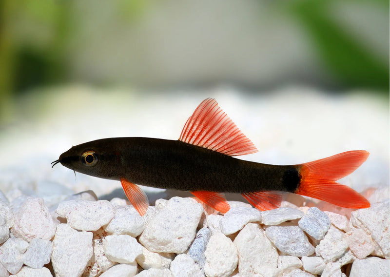 Red Tail Black Shark