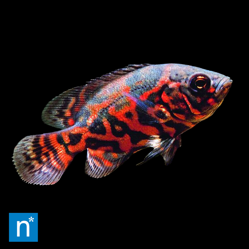 Red Oscar | Astronotus ocellatus