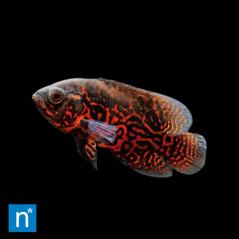 Red Oscar | Astronotus ocellatus