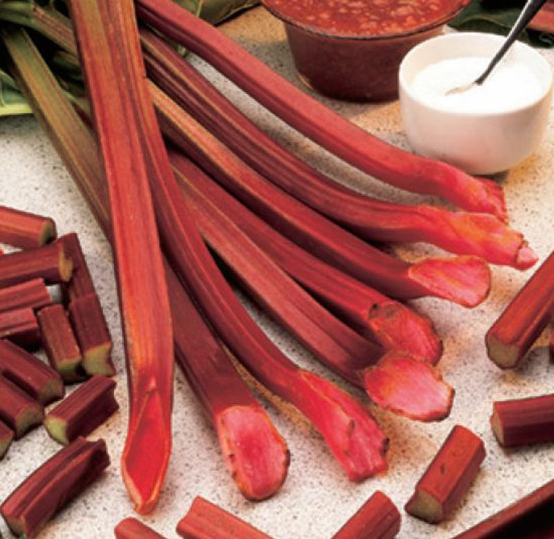 Rhubarb 'Red Champagne'