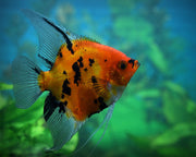 Red Devil Angelfish (Pterophyllum scalare), representative image from our existing Red Devil Angelfish listing.