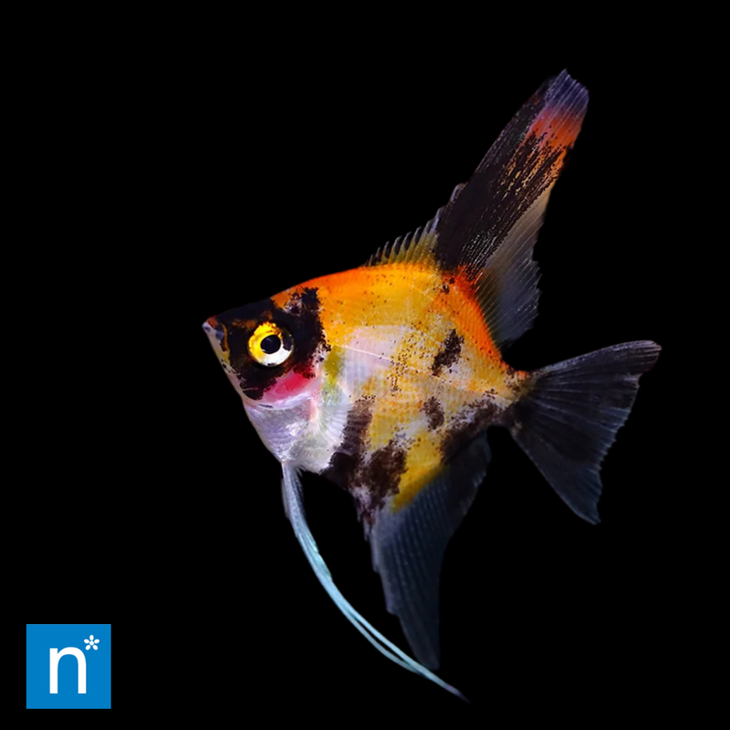 Red Devil Angelfish | Pterophyllum scalare