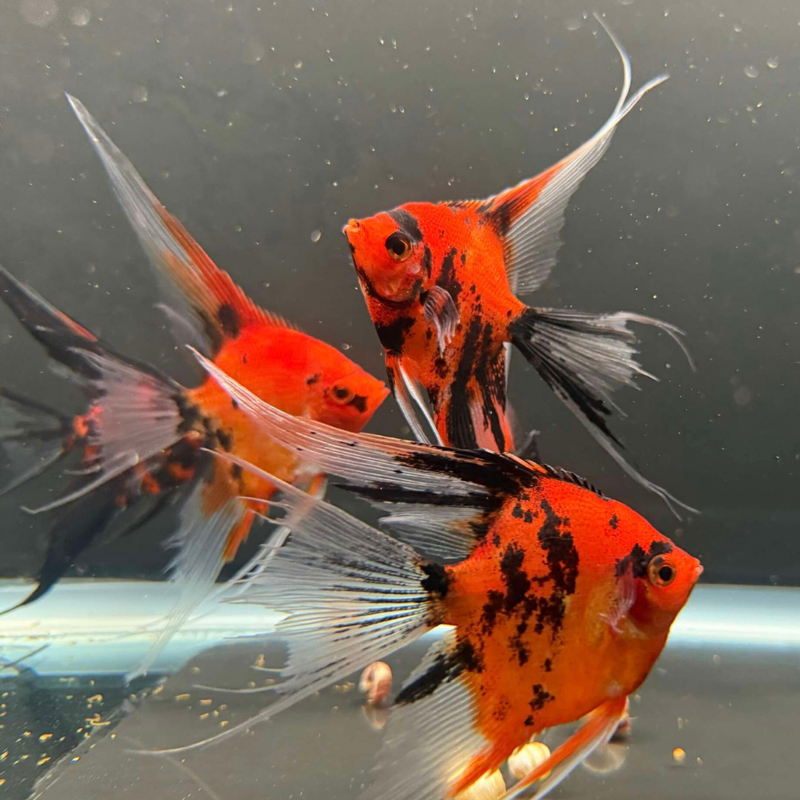 Red Devil Angelfish | Pterophyllum scalare