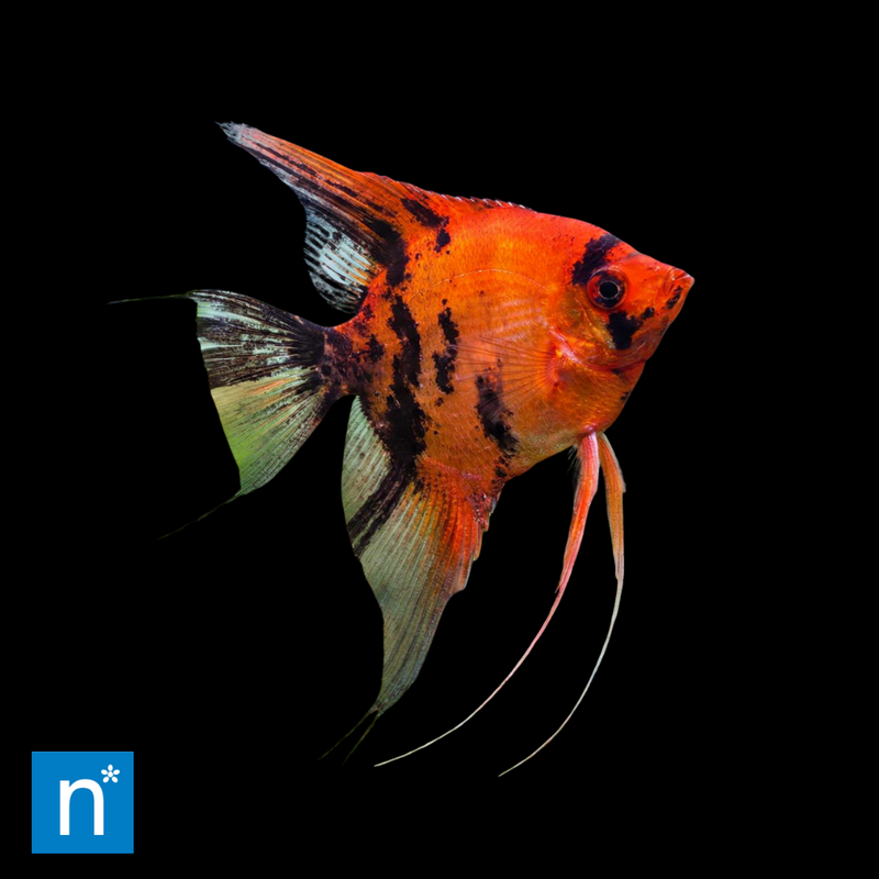 Red Devil Angelfish | Pterophyllum scalare