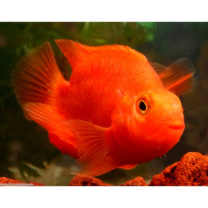 Red Fire Parrot Cichlid