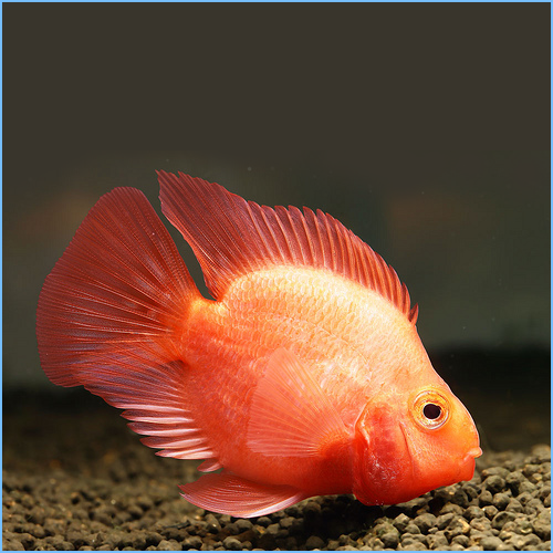Red Fire Parrot Cichlid