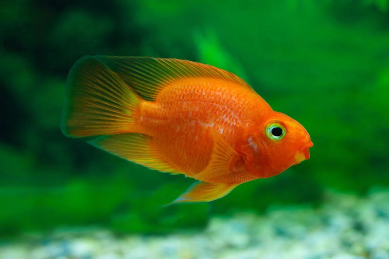 Red Fire Parrot Cichlid