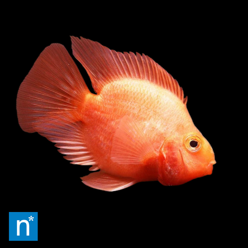 Red Fire Parrot Cichlid
