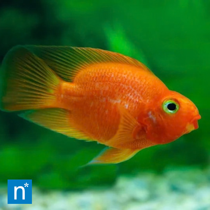 Red Fire Parrot Cichlid