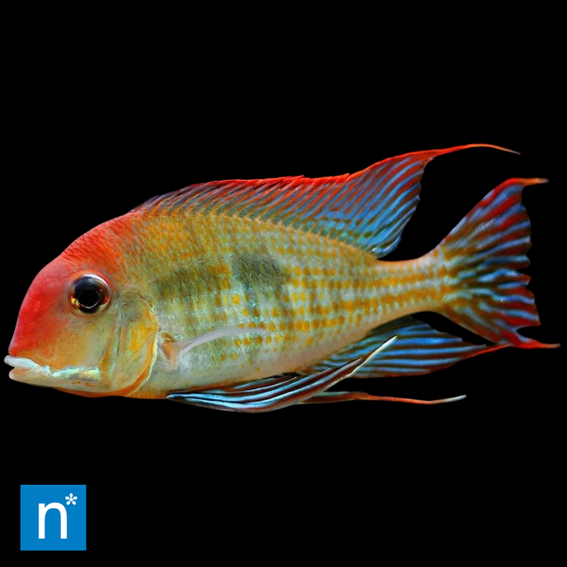 Red Head Tapajós Eartheater | Geophagus sp. 'Tapajós' 2.5"