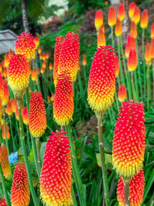 Kniphofia 'Royal Castle'