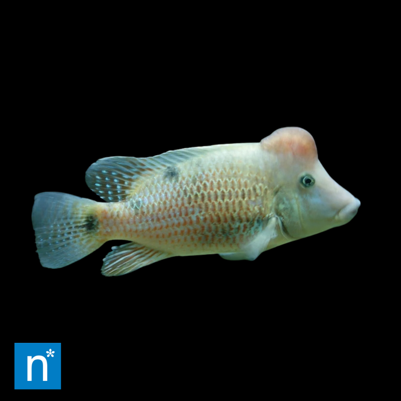 Red Hump Eartheater | Geophagus steindachneri