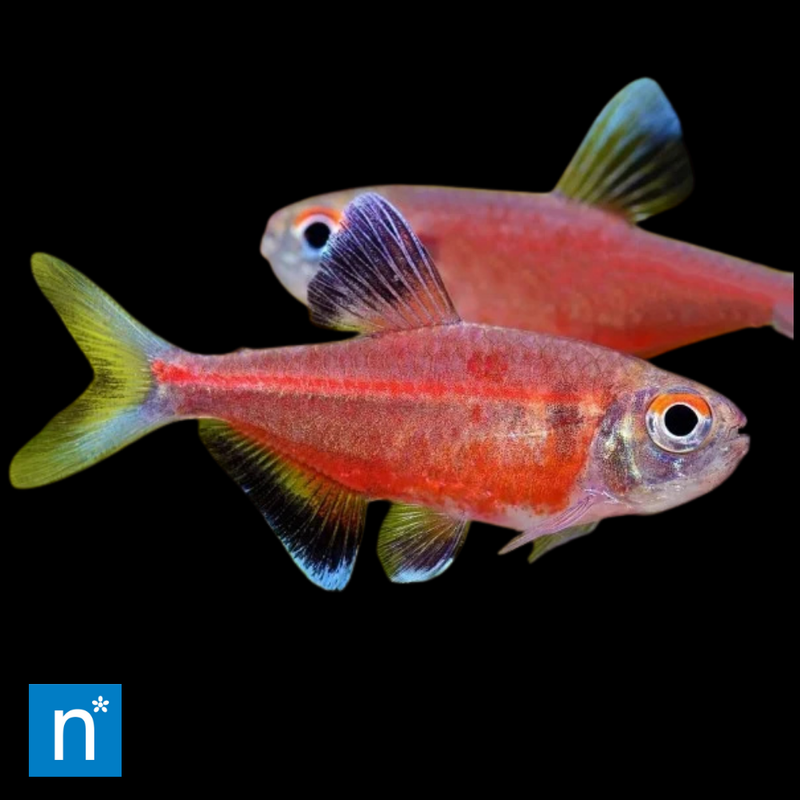 Red Laser Tetra | Hemigrammus coeruleus