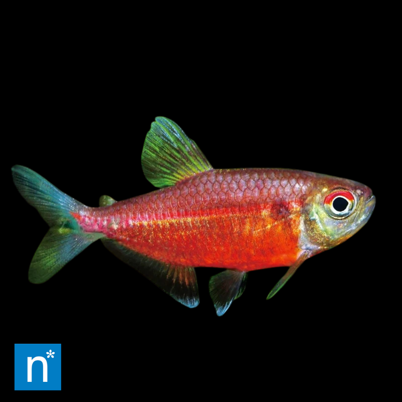 Red Laser Tetra | Hemigrammus coeruleus