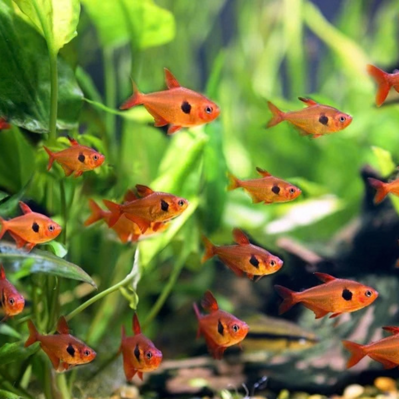 Red Phantom Tetra | Megalamphodus sweglesi
