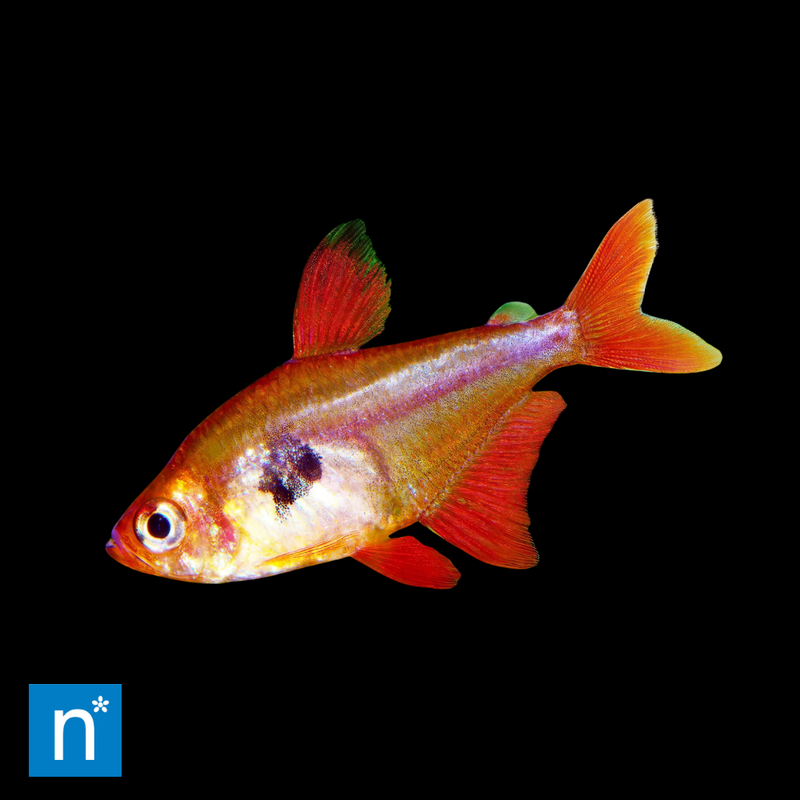 Red Phantom Tetra | Megalamphodus sweglesi