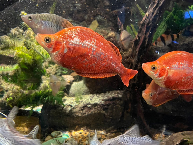 Red Rainbowfish | Glossolepis incisus