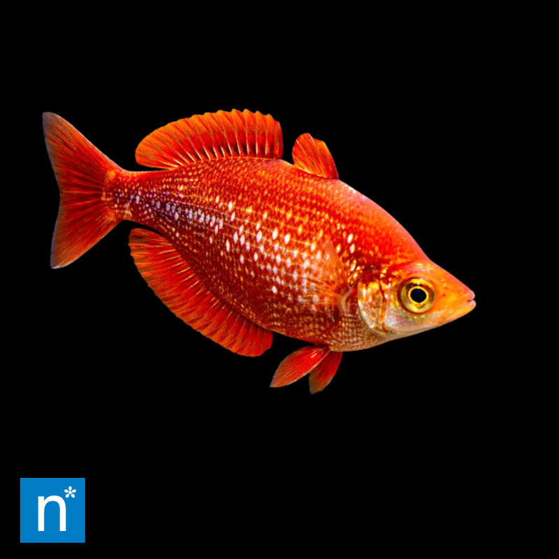 Red Rainbowfish | Glossolepis incisus