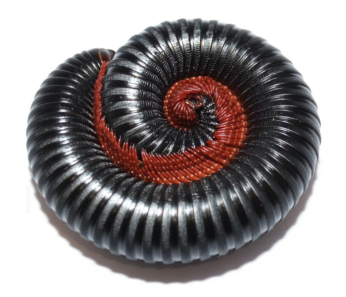 Cameroon Red-Legged Millipede | Mardonius sp.