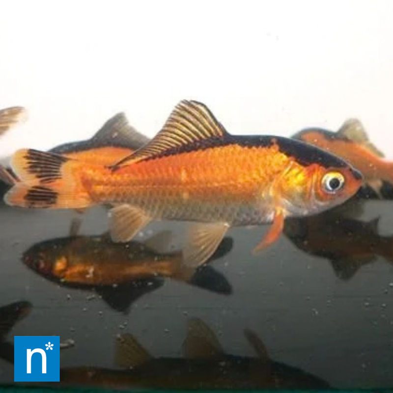 Red and Black Goldfish 2-3" | Carassius auratus 2-3"