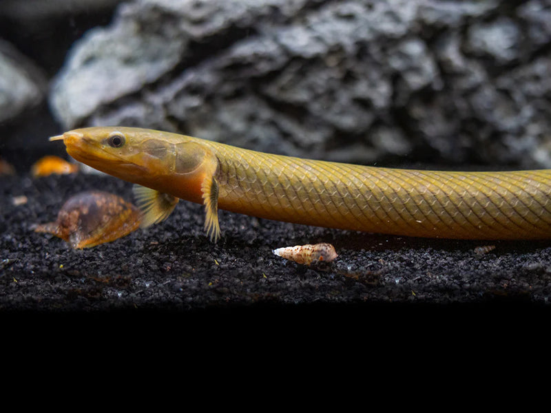 Reedfish | Erpetoichthys calabaricus 20-30cm
