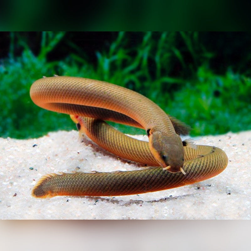 Reedfish | Erpetoichthys calabaricus 20-30cm