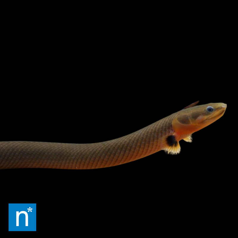 Reedfish | Erpetoichthys calabaricus