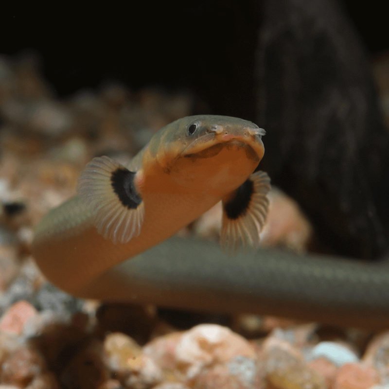 Reedfish | Erpetoichthys calabaricus