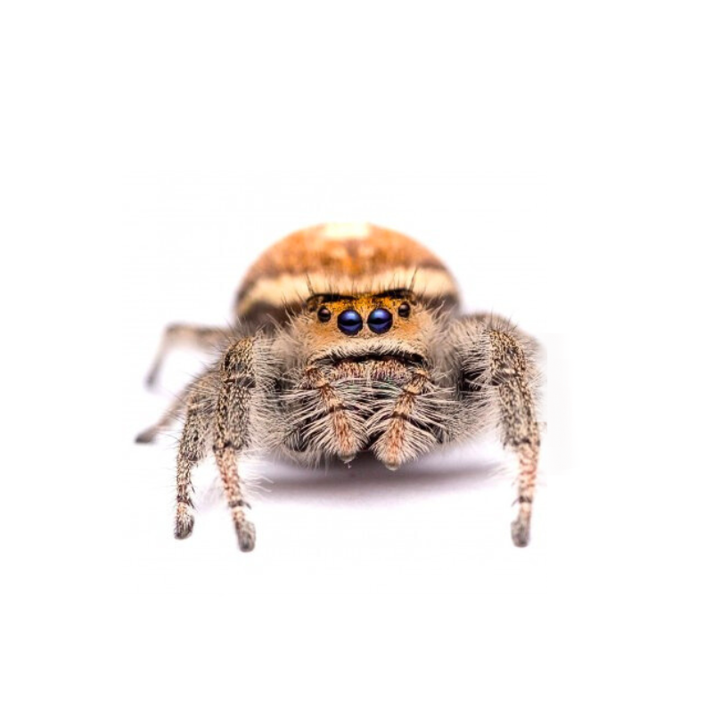 Regal Jumping Spider "Everglades" | Phidippus regius