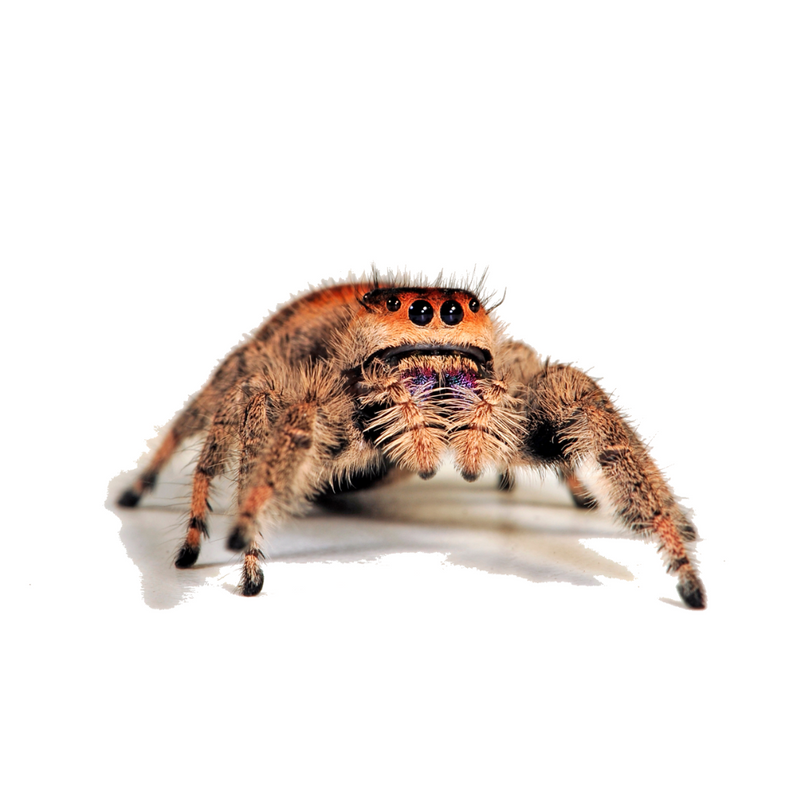 Regal Jumping Spider "Everglades" | Phidippus regius