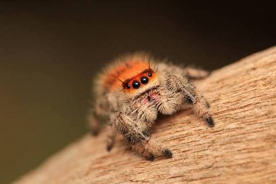 Regal Jumping Spider "Everglades" | Phidippus regius