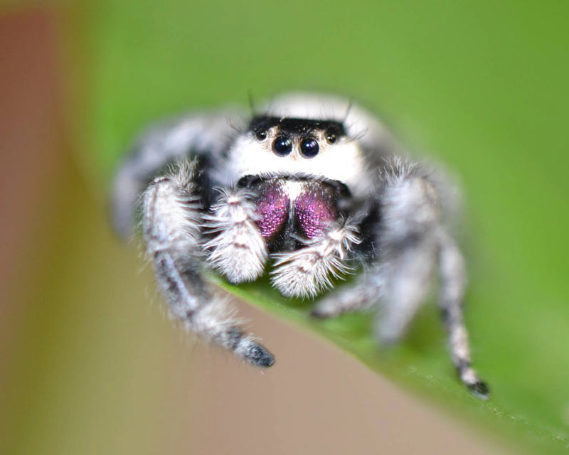 Regal Jumping Spider (Phidippus regius)